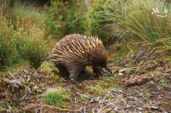 Echidna